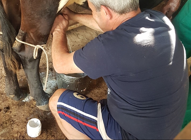 Helping with milking cows